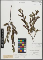Foto von Salix purpurea L. x Salix waldsteiniana Willd.